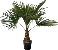 Trendyplants - Trachycarpus Fortunei - Chińska palma wachlarzowa - Wysokość 90-110 cm - Odporna - Roślina ogrodowa - Rozmiar doniczki Ø21 cm