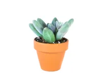 Gardners Pachyphytum, priemer 6 cm