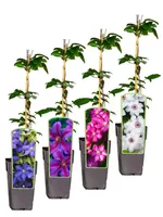 4er Sortiment | Clematis  |Miss Bateman, Mrs. Nelly Thompson, Rouge Cardinal, Jackmanii | Waldrebe | Kletterpflanze winterhart Klematis