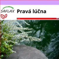 SAFLAX - Pravá lúčna - Filipendula ulmaria - 500 Semená
