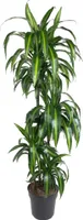 Dracaena Hawaiiana - 180 cm - ø24