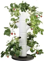 Erdbeerbaum Gusta Garden Sissi Strawberry -Starterset mit 4 Etagen