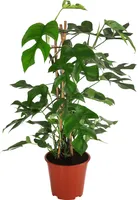Dehner Fensterblatt Monstera minima, Rhaphidophora tetrasperma, tiefe Blattschlitze, ca. 70-75 cm, Ø Topf 19 cm, Zimmerpflanze