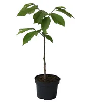 Prima 1216 - selbstfruchtbare Indianerbanane - Paw Paw