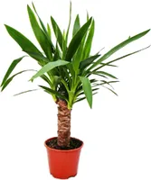Exotenherz - Palmlilie - Yucca palme - 1 Pflanze - pflegeleicht - luftreinigend - 14cm Topf