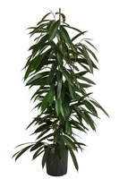 Dehner Birkenfeige, Ficus binnendijkii Amstel King, in Hydrokultur, ca. 120 cm, Ø Topf 18 cm, Zimmerpalme