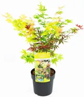 BALDUR Garten Ahorn 3-Farben Festival, 1 Pflanze, winterhart, mehrjährig, pflegeleicht, Acer palmatum, drei verschiedene Ahorn-Sorten in einem Topf, Zierstrauch-Rarität