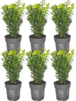 Plants by Frank - 1 Meter Buchsbaum - Buxus Sempervirens - Set von 6 winterharten Heckenpflanzen - Immergrüne Hecke - Frisch aus der Gärtnerei geliefert, niederländisch