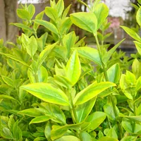 Goldliguster Ligustrum ovalifolium 'Aureum' im 5 Liter Topf 40-60 cm