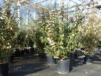 Harlekinweide Stämmchen 120-140 cm - Salix
