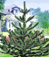 BALDUR Garten Affenschwanz-Baum, 1 Pflanze, Araucaria, Chilenische Schmucktanne, Affenbaum, Affenschaukel, Andentanne, winterhart, für Standort im Schatten geeignet