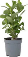 Wüstenrose - Adenium obesum - Höhe 25-40cm - ⌀10,5cm