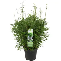 Bambus - Fargesia murieliae 'Moontears' Boobux - Ø29cm - ↕70cm