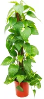 Epipremnum aureum, Efeutute am Moosstab