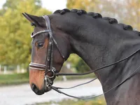 BUSSE Kandare Luxury Kandarenzaum Lederkandare mit Zügel Schwarz/Weiß unterlegt WB