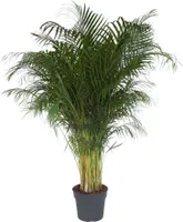 Goldfruchtpalme – 200 cm hoch, Ø34
