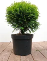 Thuja occidentalis 'Danica', Kugel-Lebensbaum, immergrün, 30–40 cm