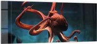 DEQORI Küchenrückwand Glas 125x50 cm 'Oktopus im Wasser' Spritzschutz Bad Rückwand
