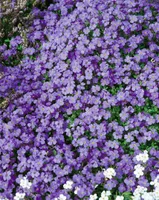 Aubrieta x cultorum 'Tauricola', Blaukissen, violett, ca. 9x9 cm Topf