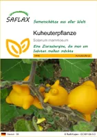 SAFLAX - Kuheuterpflanze - 10 Samen - Solanum mammosum