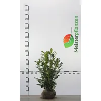 Kirschlorbeer Prunus Caucasica 80-100 cm, 12x Heckenpflanze