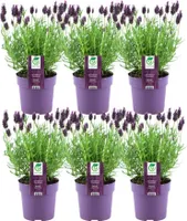 6er Set Französischer Lavendel | Schopflavendel | 6 x Lavandula stoechas Anouk® 13 cm Topf - Lavendel Pflanze Winterhart