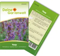 Ysop Mehrjährig Samen - Hyssopus officinalis - Ysopsamen - Kräutersamen - Saatgut für 150 Pflanzen