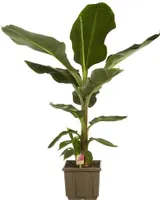 Musa Dwarf cavendish - Zwerg-Essbanane 40 cm Zimmerpflanze