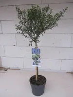 Ceanothus thyrsifolius Concha - Säckelblume Concha - Hochstamm 60 cm