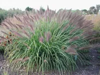 10 x Pennisetum alopecuroides 'Red Head' (Ziergras /Gräser) Lampenputzergras