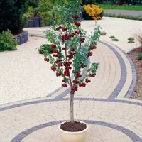 Bakker.com - Mini-Kirschbaum Spur Burlat, Der wurzelballen / Lieferhöhe 40-50cm