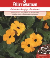 Dürr-Samen - Schwarzäugige Susanne orange mit schwarzer Mitte 200 cm - Saatgut - 0956