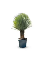 Sunny Tree - Yucca Rostrata - Palma - wysokość pnia 50/60 cm - 160 cm - Zimotrwała lilia palmowa