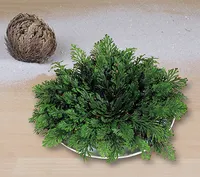 BALDUR Garten Rose von Jericho, 1 Stück Luftreinigende Zimmerpflanzen Wüstenrose, Wüstenwunder, Grünpflanze, mehrjährig - frostfrei halten, pflegeleicht, Wasserbedarf gering, Selaginella lepidophylla