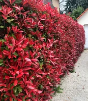 BALDUR Garten immergrün Photinia-Hecke 'Red Robin', 1 Pflanze, Glanzmispel winterhart, mehrjährig und schnellwachsend, Heckenpflanze, Photinia fraseri 'Red Robin', blühend