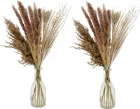 2x Deko Bündel Pampasgras Getrocknet Höhe 50 cm in Glasvase Trockenblumen Pampas Ziergras Blumenvase