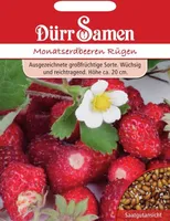 Dürr-Samen - Monatserdbeeren Rügen - Saatgut - 0565
