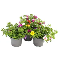 Magic bell - Mini závesná petúnia - Calibrachoa - 12cm kvetinác - sada 3 rastlín - farebné (pestrofarebné)