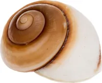 Lamarkiana Schnecke Größe 7,5+ cm (Durchmesser) | Ryssota otaheitana