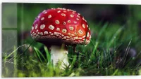 DEQORI Küchenrückwand Glas 80x40 cm 'Roter Waldjuwel' Spritzschutz Bad Rückwand Küche