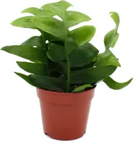 Epiphyllum anguliger chrysocardium - Kaktus pílkovitý - 12cm
