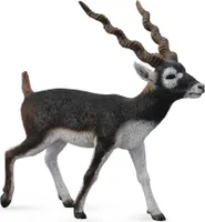 Schwarzbockantilope
