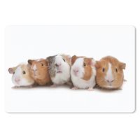 MuchoWow® Schreibtischunterlage Fünf Meerschweinchen in einer Reihe 60x40 cm - XXL Mauspad - Großes Mauspad