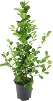 Meergroothandel Ficus Microcarpa Moclame - 95 cm, Ø 21 cm
