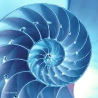 Quadratische Postkarte "Spiralschnecke"