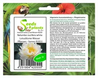3x Nelumbo nucifera white Lotusblume Wasser Pflanzen - Samen B1811