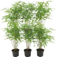 Plants by Frank - 6er-Set Bambuspflanzen - 6 x Roter Bambus Ø13 cm - ↕25 cm - Winterharte Bambuspflanzen - keine Wurzelausläufer