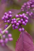 Callicarpa bodinieri 'Giraldii', Schönfrucht, lila Beeren, 40–60 cm