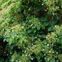 2x Hydrangea Petiolaris – Kletterpflanze – Kletterpflanze – Pflegeleicht – ⌀15 cm – ↕60-70 cm