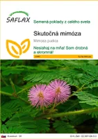 SAFLAX - Skutočná mimóza - Mimosa pudica - 70 Semená
